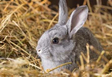 Nueva emergencia sanitaria animal por enfermedad viral en conejos