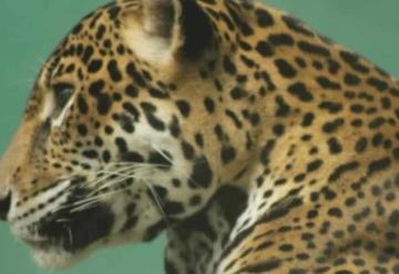 La Secretaría de Cultura informa el fallecimiento de "Ámbar", uno de los tres jaguares