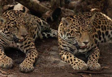 Semarnat y Fonatur liberan dos jaguares hembra en su hábitat natural