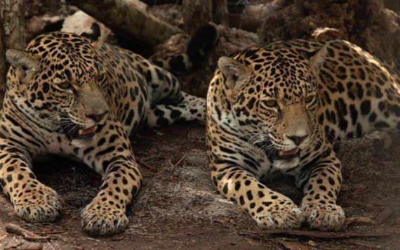 Semarnat y Fonatur liberan dos jaguares hembra en su hábitat natural