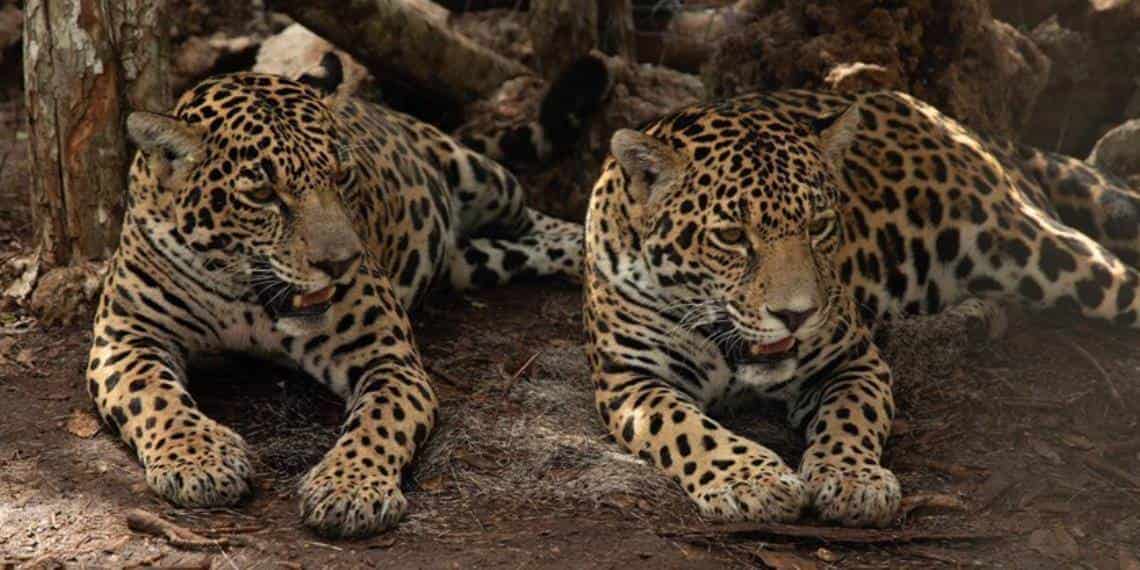 Semarnat y Fonatur liberan dos jaguares hembra en su hábitat natural