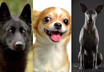 Conoce la razas de perros favoritas en cada país