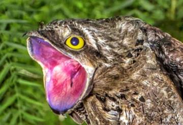 Pájaro fantasma hace sonido que parece lamento humano