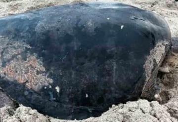 Tortuga marina sobrevive a redes fantasmas; perdió dos aletas