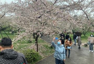 Un año después, Wuhan recupera su festival de los cerezos en flor