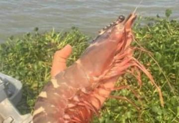 Capturan camarón tigre en Chiltepec