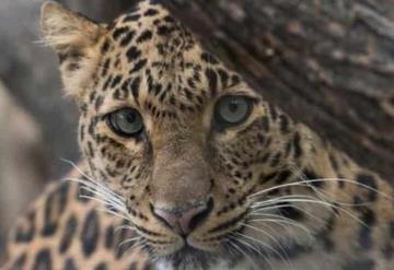 Las jaguarcitas Nicté y Celestún inauguran programa de conservación del Tren Maya