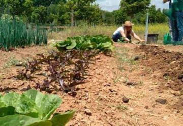 Calentamiento global afecta la calidad de los alimentos