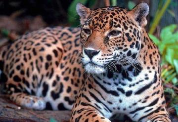 Reconocen al jaguar como especie emblemática de América Latina