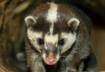 Tejón turón, animal que pudo transmitir el Covid-19 a humanos