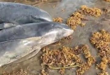 Muerte de delfines y otras especies provoca inquietud: Playas de Ghana