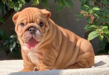 ¿Los bulldogs son los perros más costosos?