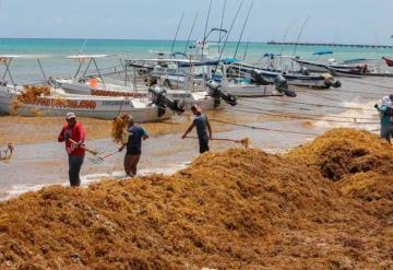 Sargazo empezó a llegar a playas de Cancún