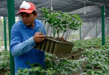 Así sería el plan de visado para campesinos de Centroamérica