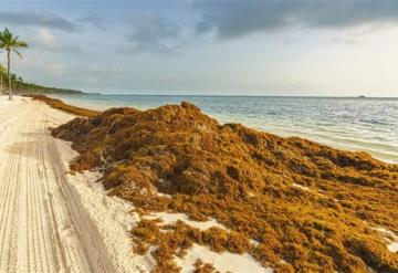 Sargazo se cuadriplica y amenaza con inundar al Caribe de México