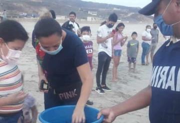 Liberan 44 crías de tortuga Golfina en costas de Oaxaca