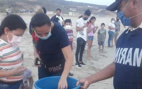 Liberan 44 crías de tortuga Golfina en costas de Oaxaca