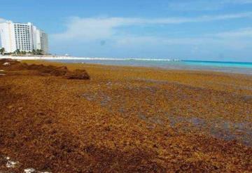 Sargazo continúa amenaza en playas de Quintana Roo