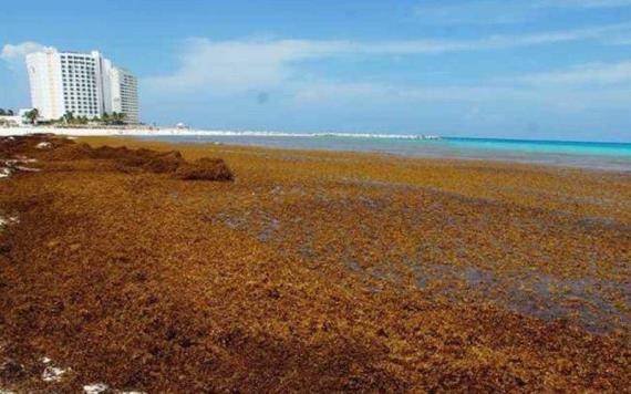 Sargazo continúa amenaza en playas de Quintana Roo