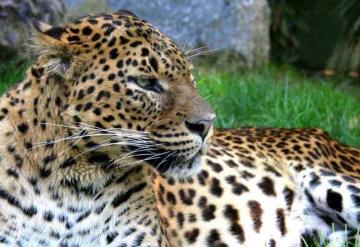 Leopardos escapan de zoológico en China