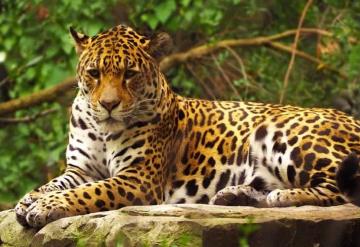 Ganadero convierte su rancho en reserva para jaguar