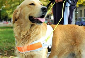 ¿Ya conoces a los DOGtores?, perros entrenados para sanar