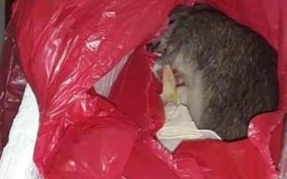 Le entregan una rata muerta en lugar del cuerpo de su bebé