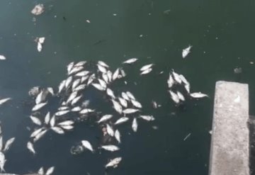 Contaminación en las aguas de la Laguna de las Ilusiones deja decenas de sardinas muertas y mal olor