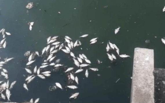 Contaminación en las aguas de la Laguna de las Ilusiones deja decenas de sardinas muertas y mal olor