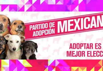 Crean partido para promover adopción de perros