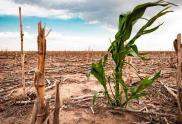 Pese a incremento de lluvias, más del 75% del territorio nacional está afectado por la sequía