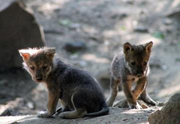 Nació camada de lobos mexicanos: Zoológico de Chapultepec