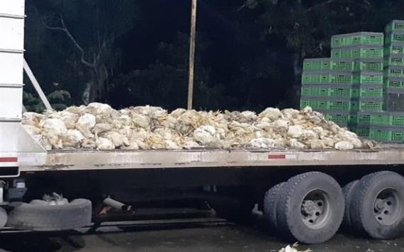 Recuperan FGE camión con aves robadas en Cárdenas