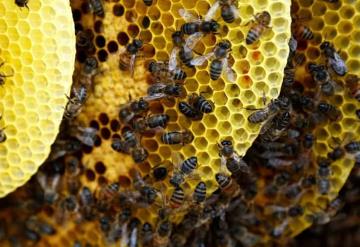 Producción de leche de almendras mata a millones de abejas; ésta es la razón