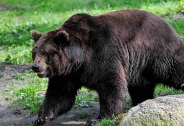 Cazadores matan a oso pardo, después de que este atacara a cuatro personas