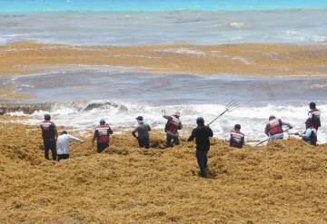 Lluvias dificultan recolección de sargazo en playas de Quintana Roo