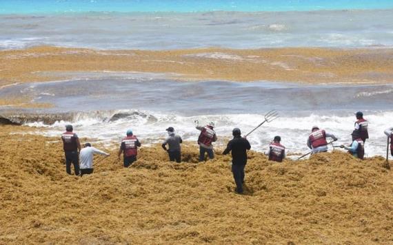Lluvias dificultan recolección de sargazo en playas de Quintana Roo