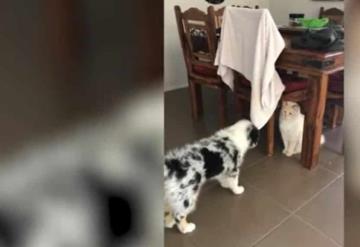 Perro es rechazado por otros cachorros y es adoptado por un gato