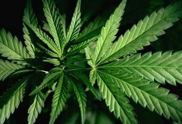 Van 20 peticiones de uso de cannabis, piden quitar el tabú sobre la planta