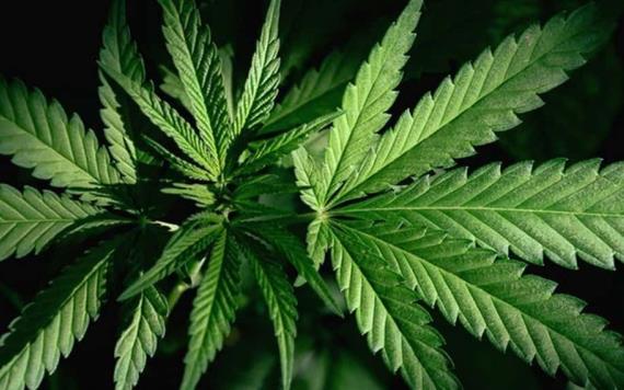Van 20 peticiones de uso de cannabis, piden quitar el tabú sobre la planta