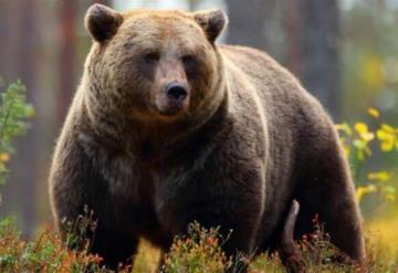 Oso pardo saca a mujer de tienda de campaña y la mata