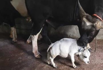 Nace la vaca más pequeña del mundo en Bangladés