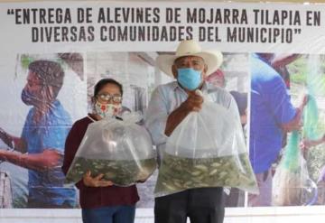 Gobierno de Comalcalco entrega 50 mil crías de mojarra Tilapia a pequeños productores de comunidades rurales