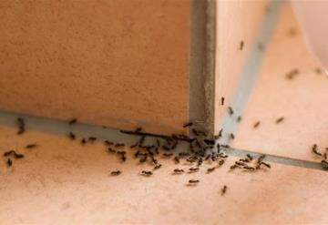 Así puedes combatir las plagas de mosquitos, cucarachas y hormigas de forma natural