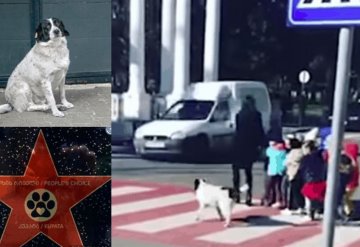 Perrito recibe estrella de la fama por ayudar a niños a cruzar la calle