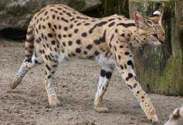 Felino salvaje africano aparece en la cama de una mujer