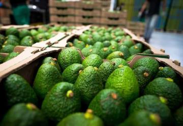 Aguacate seguirá costando 70 pesos por un buen rato