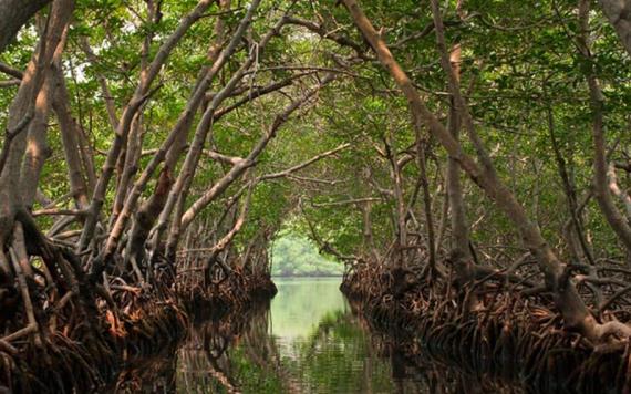 ¿Por qué los manglares son vitales para combatir los efectos del cambio climático?