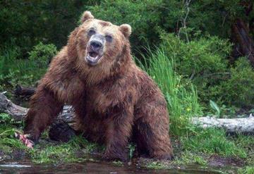 Oso se lanza contra un grupo de turistas en un parque natural en Siberia