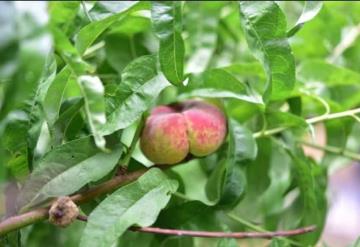 El cultivo del Durazno “Dona”